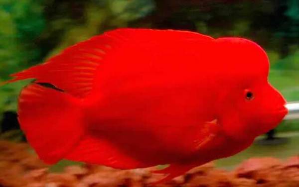 鱼的尾巴像什么?