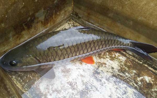 鱼的尾巴像什么?