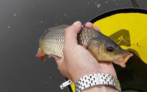 鲤鱼是白天活动还是晚上活动?