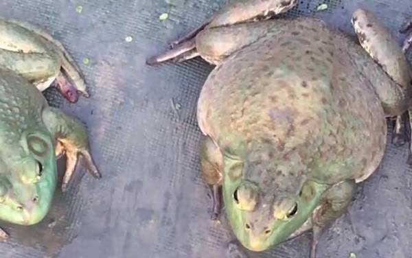 牛蛙价格多少钱一斤?