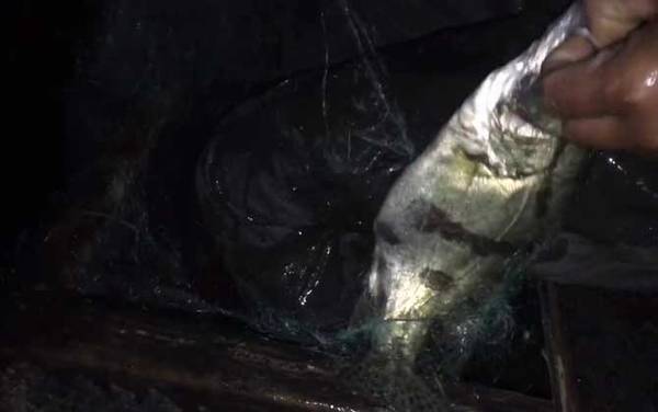 野生桂鱼喜欢吃什么饵料?