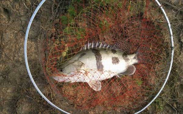 野生桂鱼喜欢吃什么饵料?