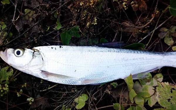 路亚翘嘴用多少克的拟饵?