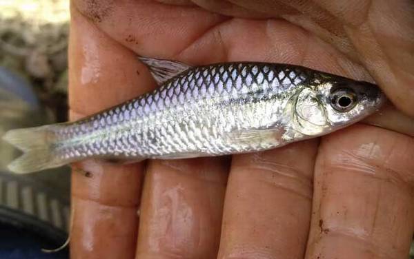 钓麦穗鱼用面筋饵可以吗?