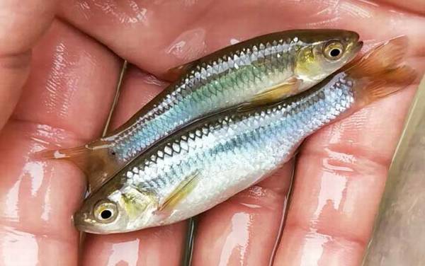 钓麦穗鱼用面筋饵可以吗?