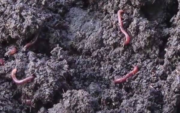 蚯蚓再生的秘密是什么?