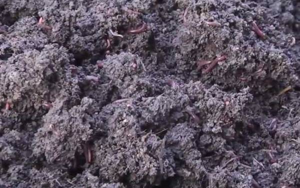 蚯蚓再生的秘密是什么?