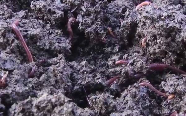 蚯蚓再生的秘密是什么?