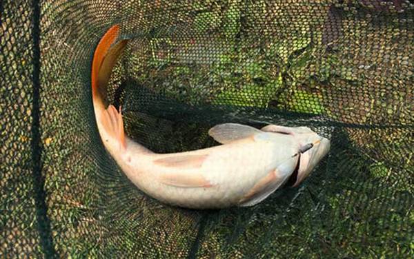 冬天蚯蚓能钓什么鱼?