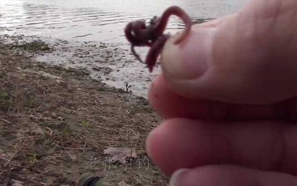 秋季钓鱼用什么味型好一点?