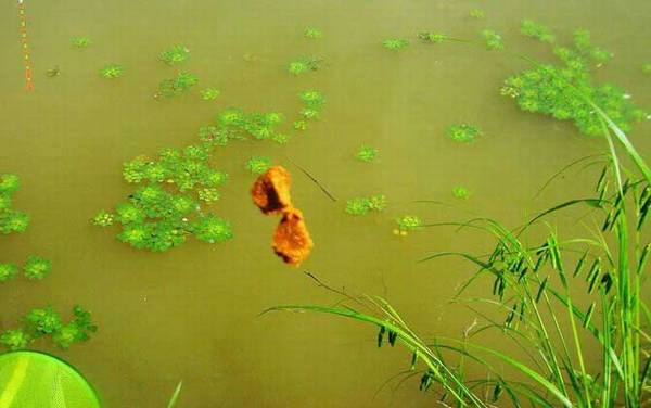 秋季钓鱼用什么味型好一点?