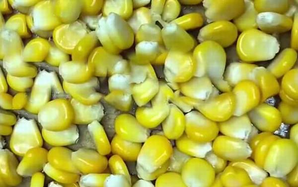 用玉米钓鱼要煮熟吗?