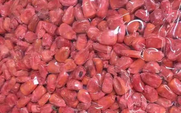 用玉米钓鱼要煮熟吗?