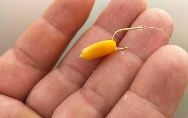 用玉米钓鱼要煮熟吗?