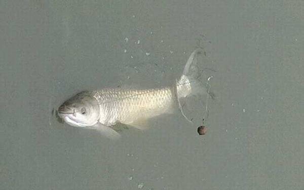 老三样主攻哪些鱼?