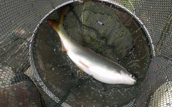 老三样主攻哪些鱼?