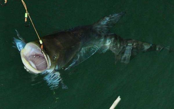 鲢鳙喜欢什么味道的饵料?