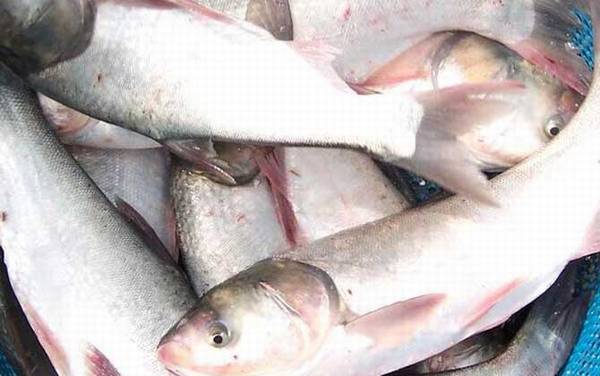 最简单钓鲢鳙自制饵料配方