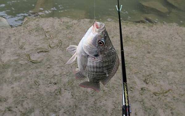 罗非鱼用什么饵料最好钓?