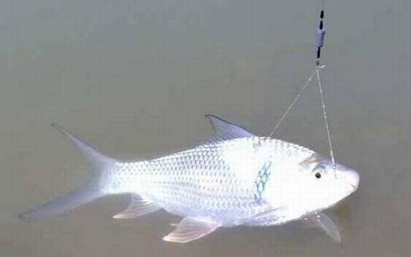 钓土鲮鱼用什么打窝?