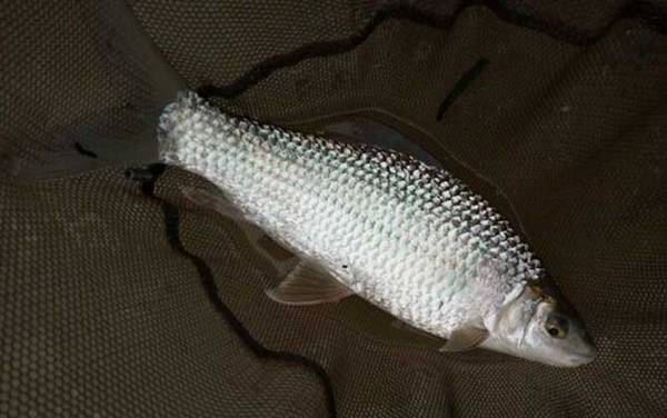 钓土鲮鱼用什么打窝?