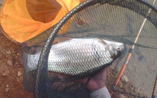 全能腥全能香能钓鲮鱼吗?