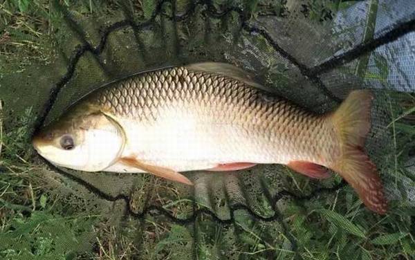 全能腥全能香能钓鲮鱼吗?