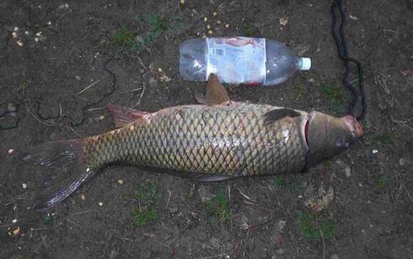 钓草鱼用什么小药效果好?