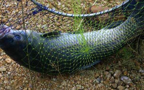 什么味道最吸引青鱼?