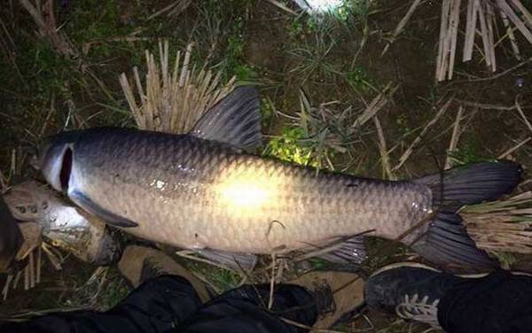 什么味道最吸引青鱼?