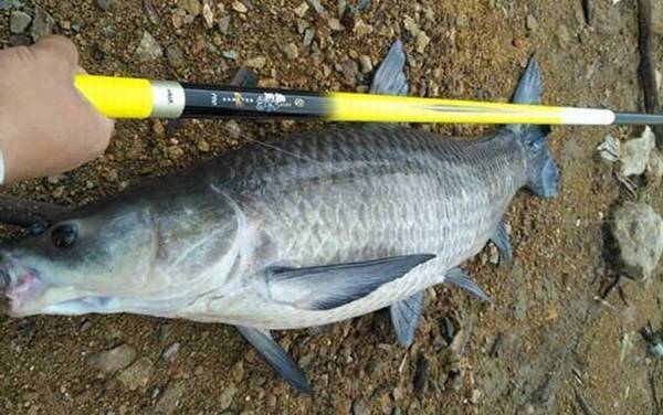 什么味道最吸引青鱼?