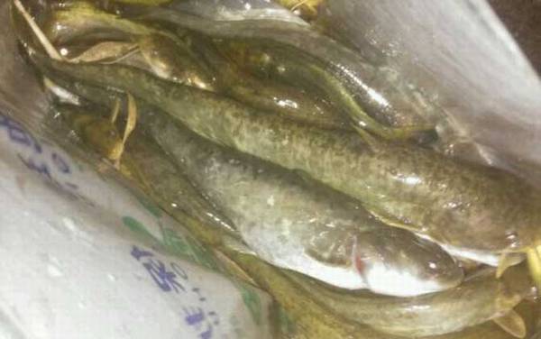 土鲶鱼用什么鱼饵最好钓?