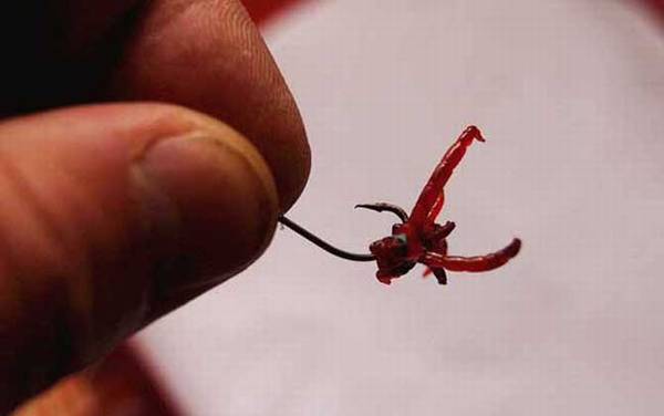 红虫钓鱼怎么挂钩上鱼快?