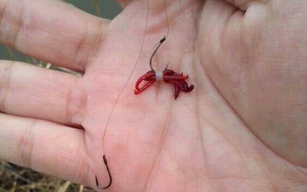 红虫钓鱼怎么挂钩上鱼快?
