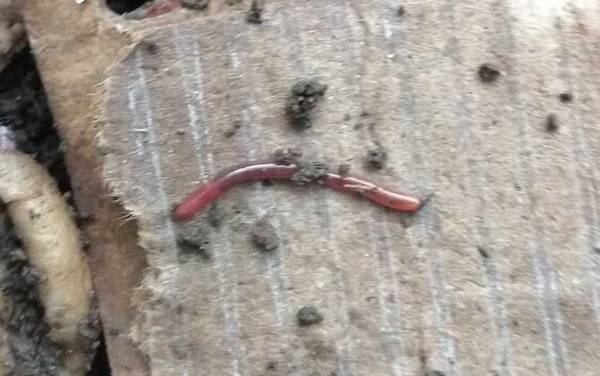 蚯蚓的血是什么颜色?