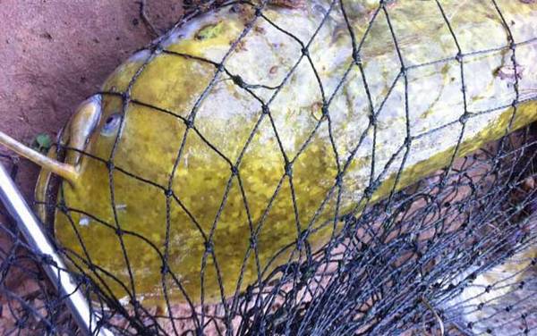 钓鲶鱼用什么打窝?