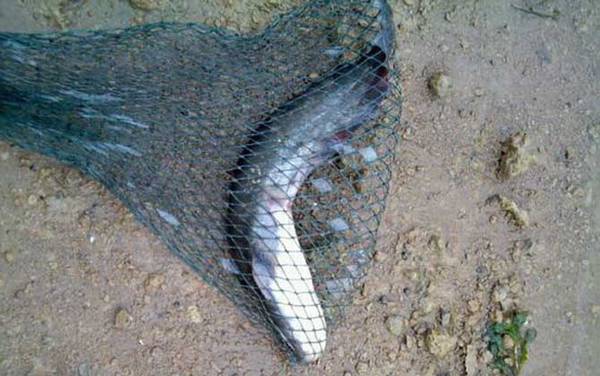 钓鲶鱼用什么打窝?