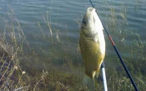 用什么钓鲫鱼上鱼快?