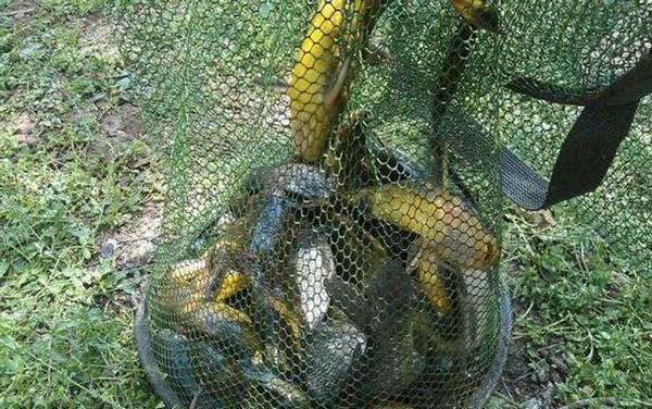 蚯蚓钓鱼用什么打窝?