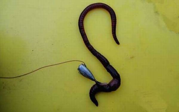 蚯蚓钓鱼用什么打窝?