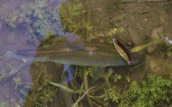 溪流钓用什么钓饵?