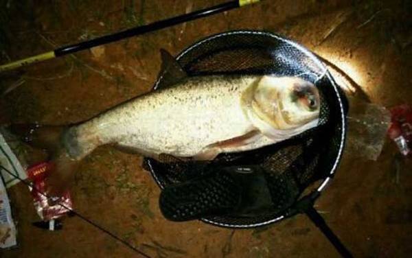 钓鳙鱼用什么饵最好?