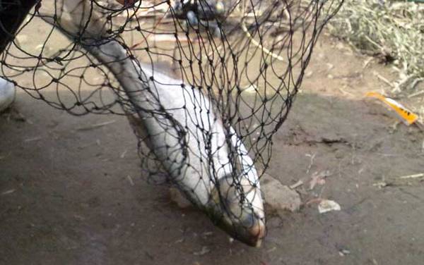 钓鳙鱼用什么饵最好?