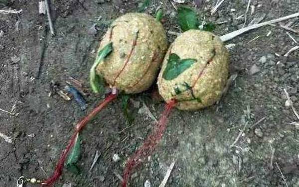 12号伊势尼爆炸钩能钓多大鱼?