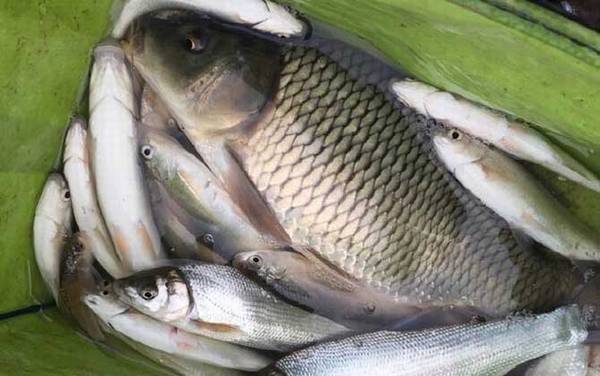 野钓鲤鱼用什么钩子好?