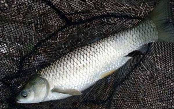 钓草鱼用几号主线几号子线几号钩?