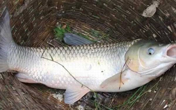 钓20斤草鱼用多大线组?