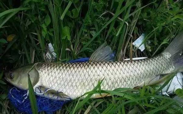 钓草鱼用多大的浮漂最好?