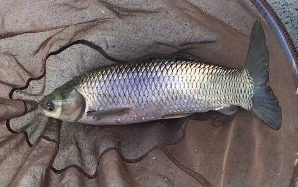 钓草鱼用多大的浮漂最好?