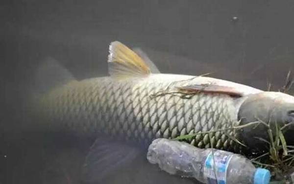 钓草鱼子线长好还是短好?